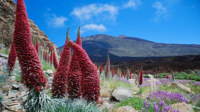 Blumenwiese mit Blick auf den Teide