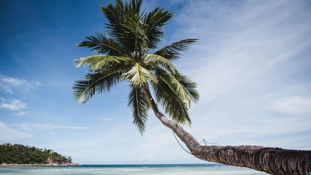 Palmen soweit das Auge reicht