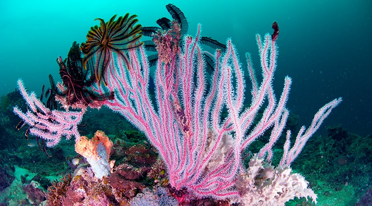 Tunku Abdul Rahman Marine Park