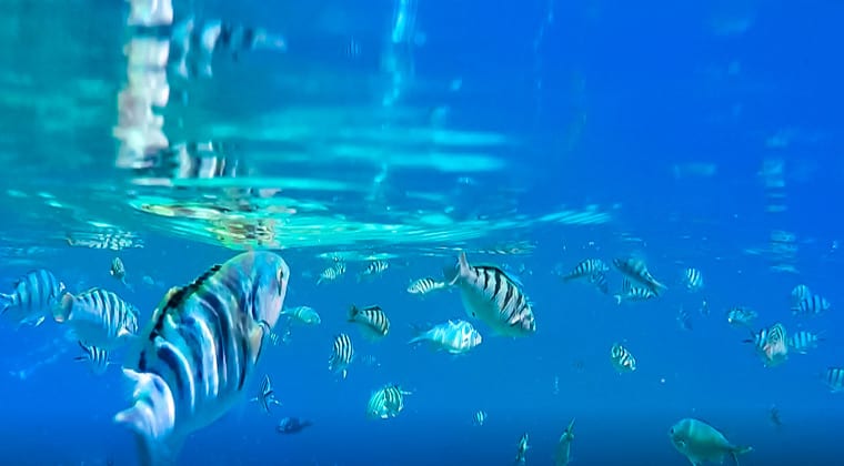 Bali Unterwasserwelt Fische