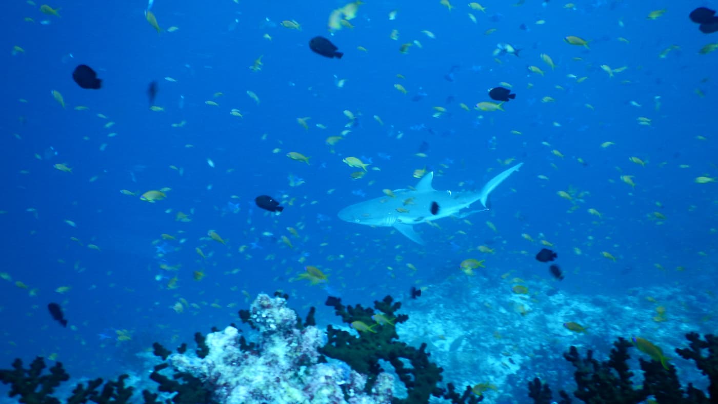 So bunt ist die Unterwasserwelt rund um Kuramathi
