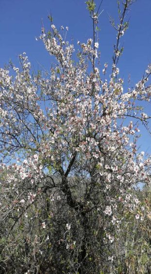 Wandern auf Teneriffa Mandelbaum Blüten