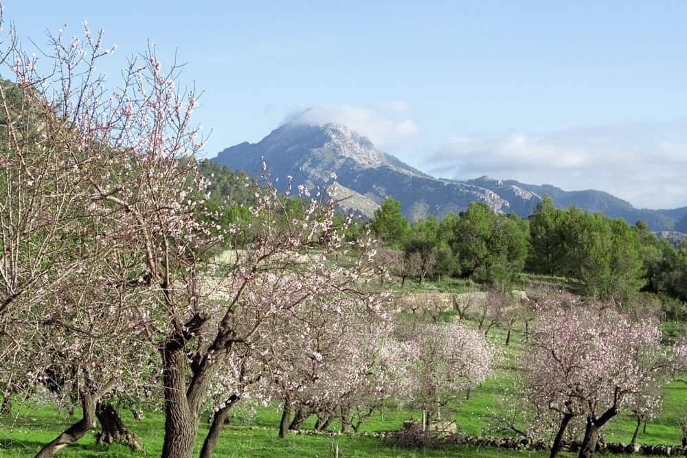 Wandern zur Mandelblüte auf Mallorca