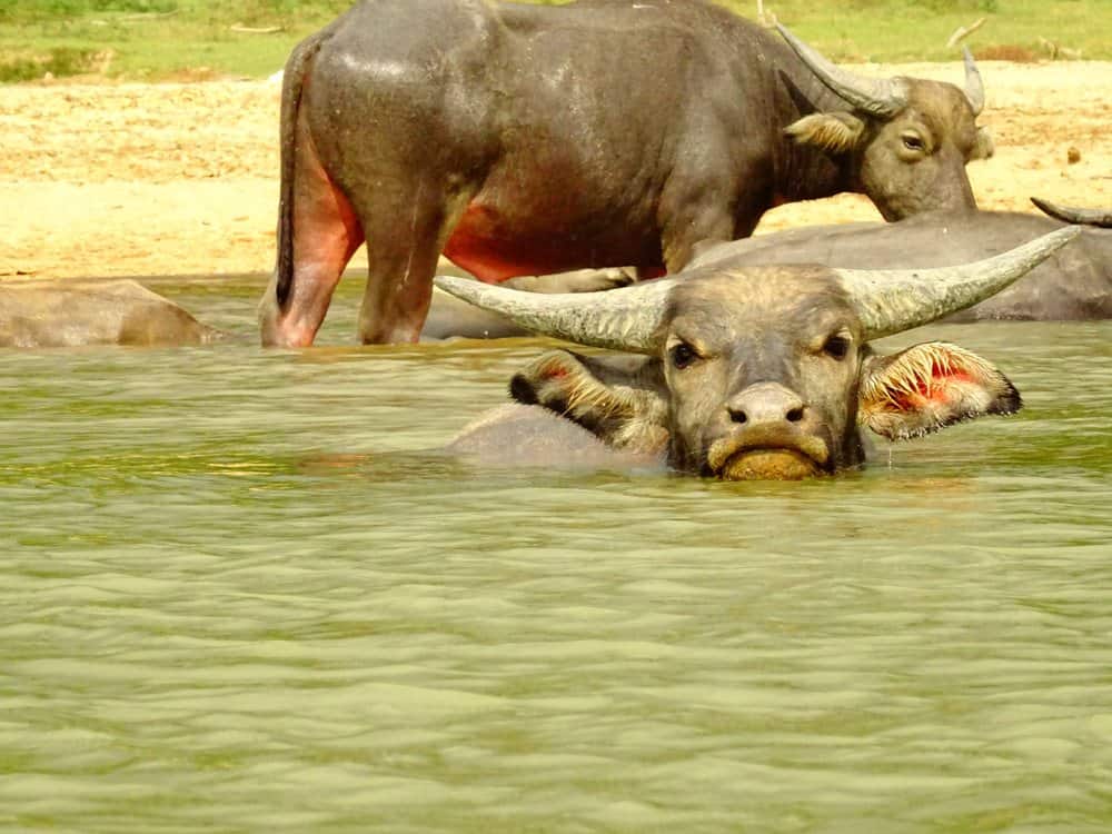 Gesichtet: Wasserbüffel am Fluss Sungai Tembeling