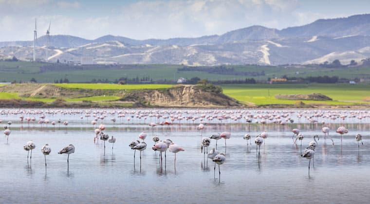 Rosa und graue Flamingos am Salzsee von Larnaca