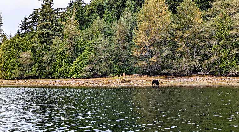Ein Bär am Ufer eines Flusses bei der Nahrungssuche, Ucluelet, Kanada