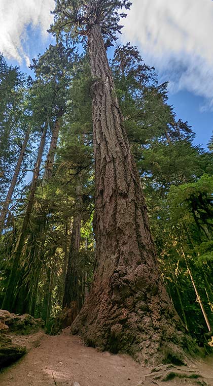 Blick auf einen Baum im MacMillan Provincial Park auf Vancouver Island, British Columbia, Kanada