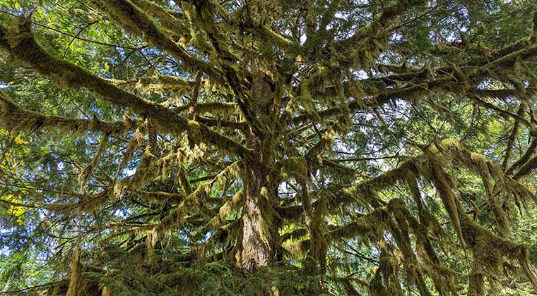 Blick in eine Baumkrone im MacMillan Provincial Park auf Vancouver Island, British Columbia, Kanada