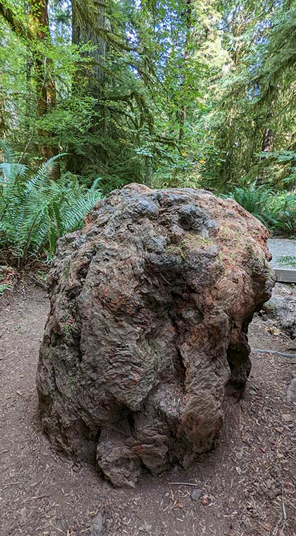 Blick auf eine riesige Baumwurzel im MacMillan Provincial Park auf Vancouver Island, British Columbia, Kanada