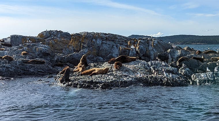 Blick auf Seerobben am Race Rocks Lighthouse Felsen, British Columbia, Kanada