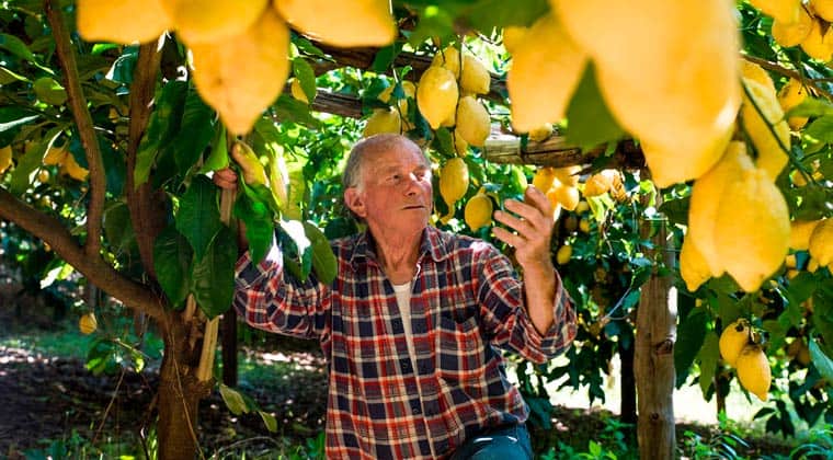 Der Zitonenbauer Luigi Aceto, inmitten seiner Zitronenbäume.