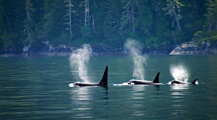 Blick auf drei Orca Wale in den Gewässern vor Vancouver Island, British Columbia, Kanada