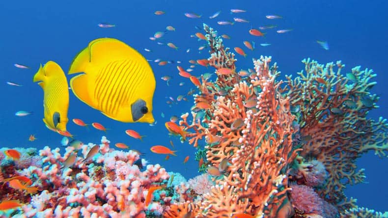 Der Maskenfalterfisch leuchtet in wunderschöner gelber Farbe.