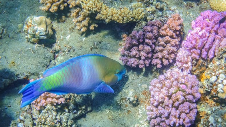 Das Zuhause des farbenfrohen Papageifisch ist das Korallenriff.