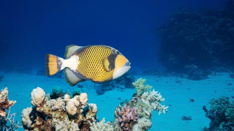 Riesen-Drückerfisch im Roten Meer in Ägypten.