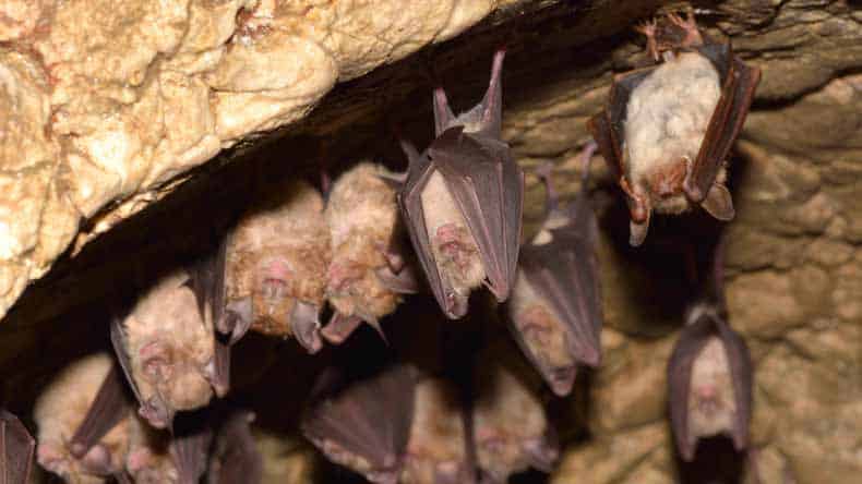 Blick auf eine Gruppe schlafender Fledermäuse in der Schauhöhle Heimkehle, Uftrungen, Südharz, Deutschland