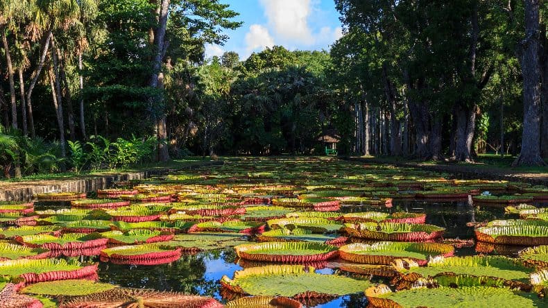 Mauritius, Botanischer Garten von Pamplemousses