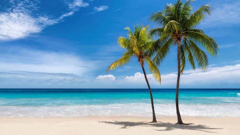 Palmen an einem karibischen Traumstrand.