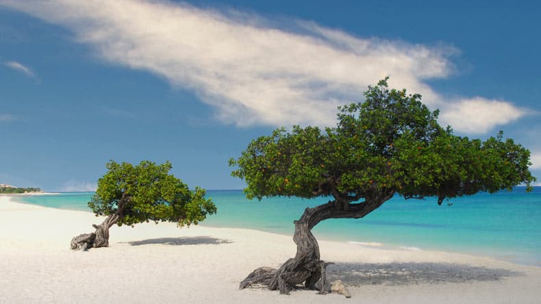 Einer der schönsten Strände der Karibik - der Eagle Beach auf Aruba mit zwei Divi-Divi-Bäumen.