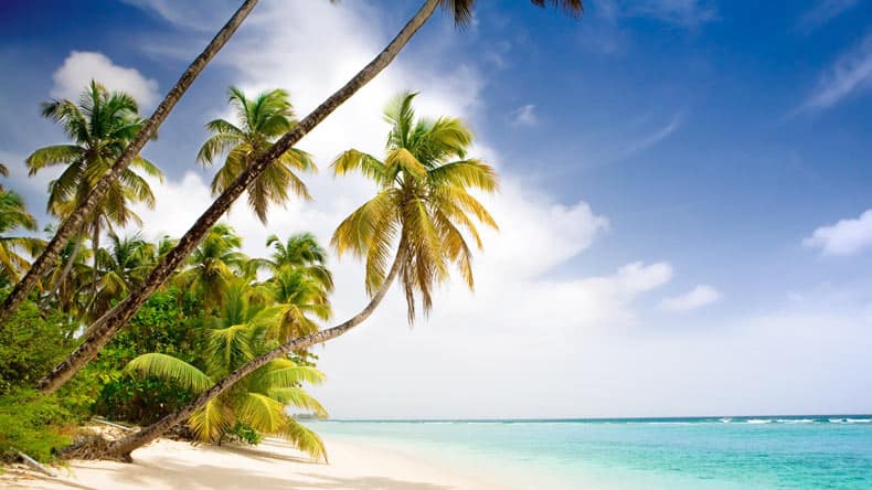 Kokospalmen am Strand von Pigeon Beach auf Tobago.