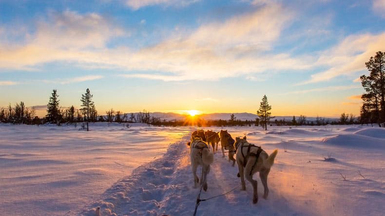 Finnisch Lappland Hundeschlittenfahrt bei Sonnenuntergang