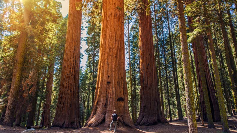 Die gigantischen Mammutbäume des Redwood Nationalparks, Kalifornien.