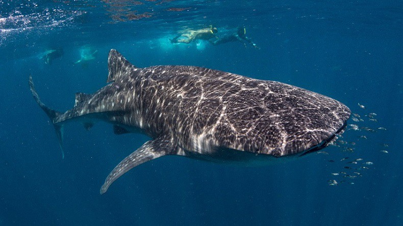 Walhaien Schnorchelgang Tofo Mosambik