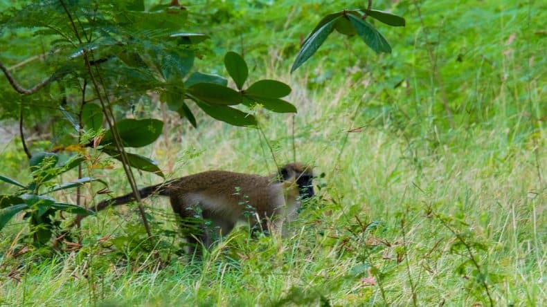 Eine „Grüne Meerkatze“ im Barbados Wildlife Reserve.