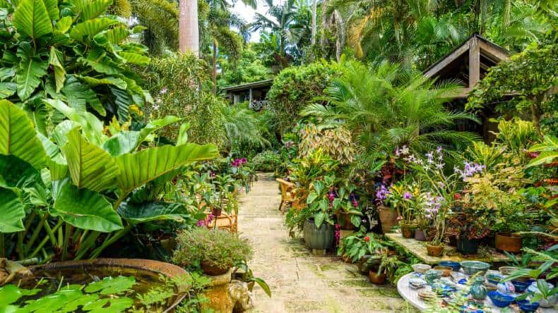Tropische Pflanzen im Botanischen Garten, Flower Forest Botanical Gardens, auf der karibischen Insel Barbados.