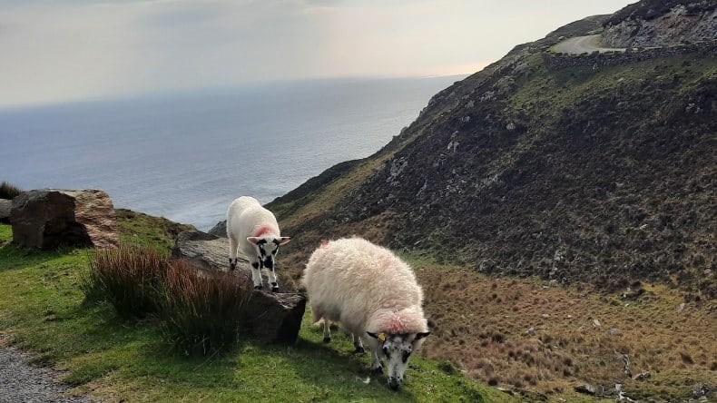 Schafe am Slieve League Cliffs.