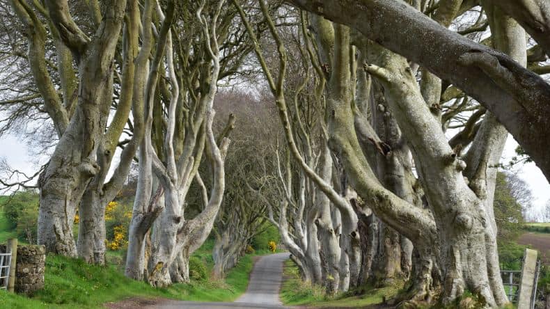 Dark Hedges ist eine Jahrhundert alte Buchenallee in Nordirland. Berühmt auch aus der Serie „Game of Thrones“.