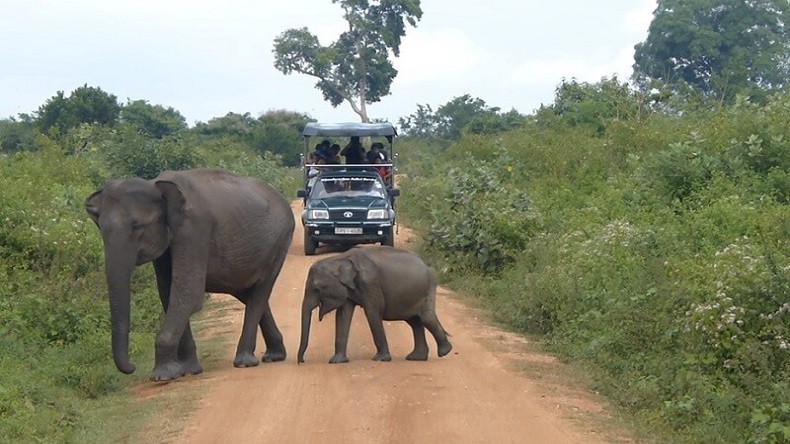Blick auf eine Elefantenkuh mit Kalb und ein Safariauto im Yala-Nationalpark auf Sri Lanka