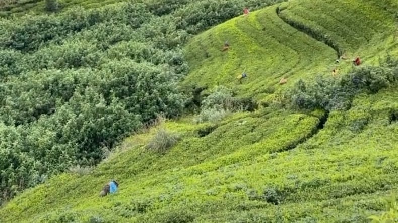 Blick auf die grünen Teeplantagen von Nuwara Eliya auf Sri Lanka
