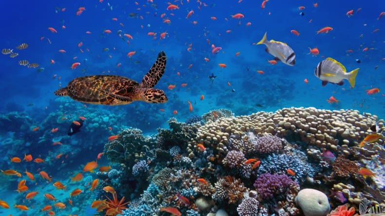 Wunderschöne Unterwasserwelt - viele bunte Fische und eine Schildkröte am Korallenriff.