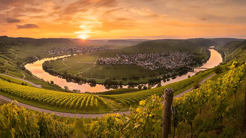 Grüne Weinlandschaft an der Mosel, Deutschland