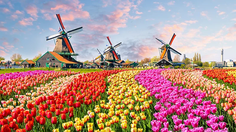 Blick auf ein buntes Tulpenfeld und Windmühlen, Niederlande