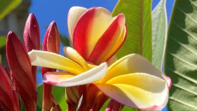 Mauritius – tropisch, friedlich, paradiesisch