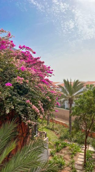 Die schöne, grüne Gartenanalage mit Palmen und blühenden Pflanzen im Hilton Cabo Verde Sal Resort auf der kapverdischen Insel Sal.