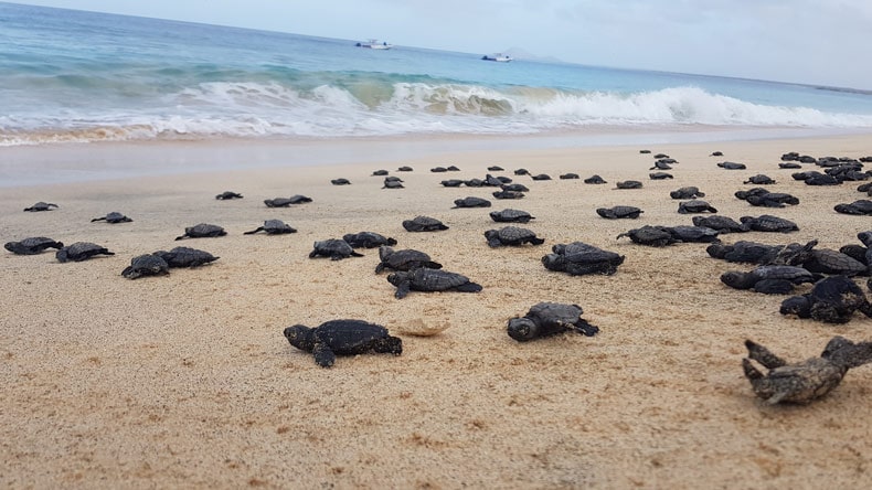 Viele Unechte Karettschildkröten am Strand der kapverdischen Insel Sal auf dem Weg ins Meer.