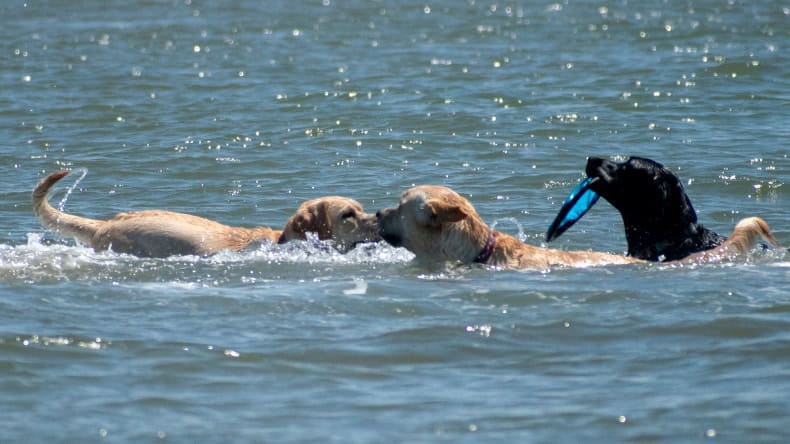 Hundestrände Nordsee und Ostsee