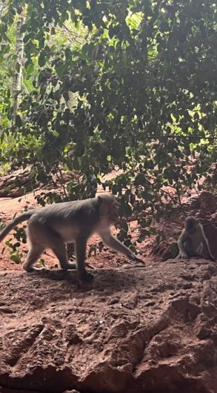 Affen auf dem Affenberg in Thailand