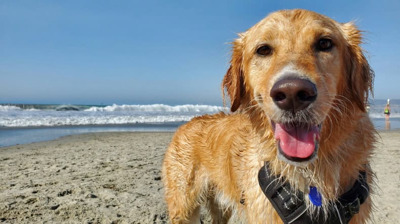 urlaub mit hund nordsee und ostsee