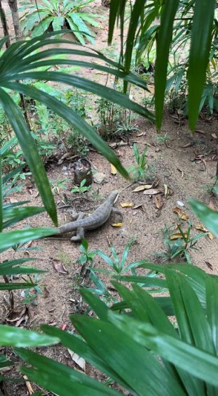 Morgendliche Begrüßung durch einen Waran