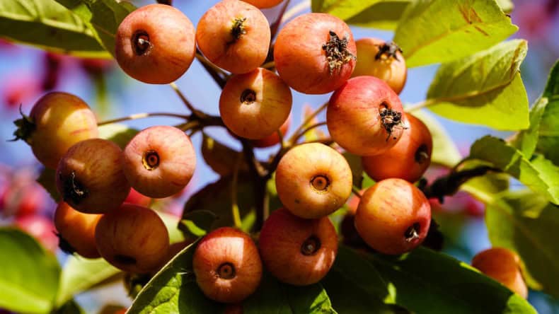 Lecker und frisch vom Baum: reife Äpfel im Alten Land