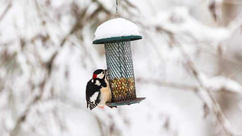 Kleiner Vogel pickt Futter im Futterhäuschen