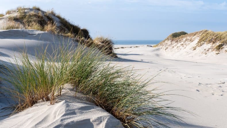 Die malerischen Dünen von Amrum.