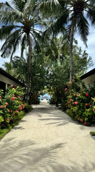 Schöne Wege umgeben von Palmen und grüner Vegetation.
