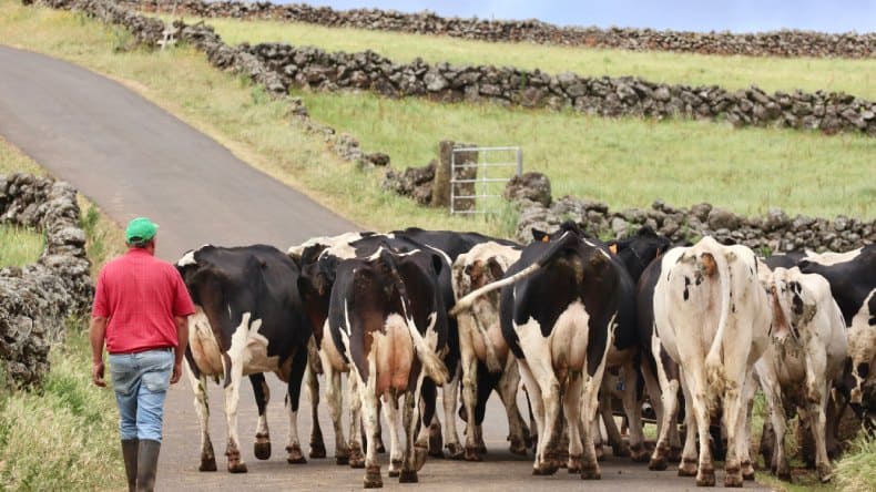 Ein traditionelles Bild von Terceira: Ein Bauern mit seiner Kuhherde zieht gemächlich die Straßen der Insel entlang.