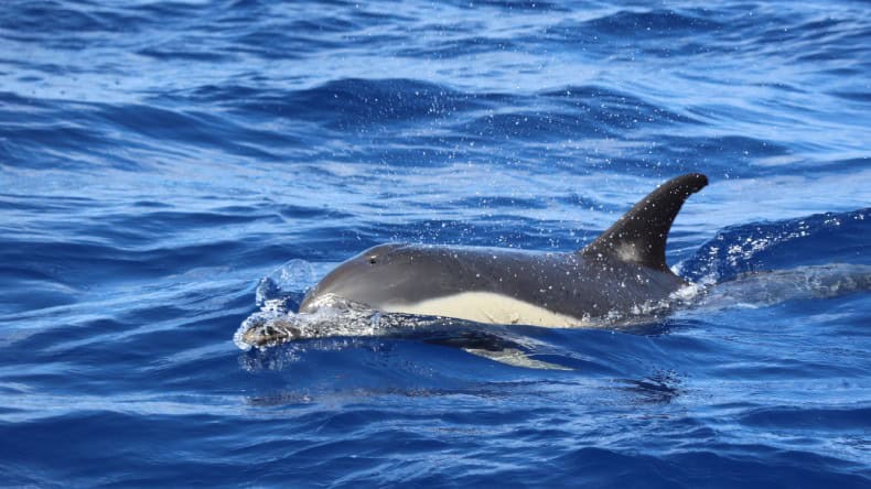 Ein Delfin im Meer vor der Küste von São Miguel.