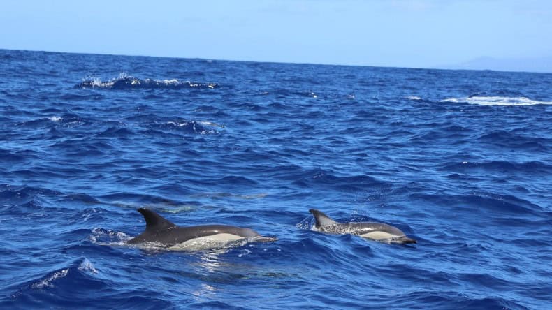Delfine im Meer.